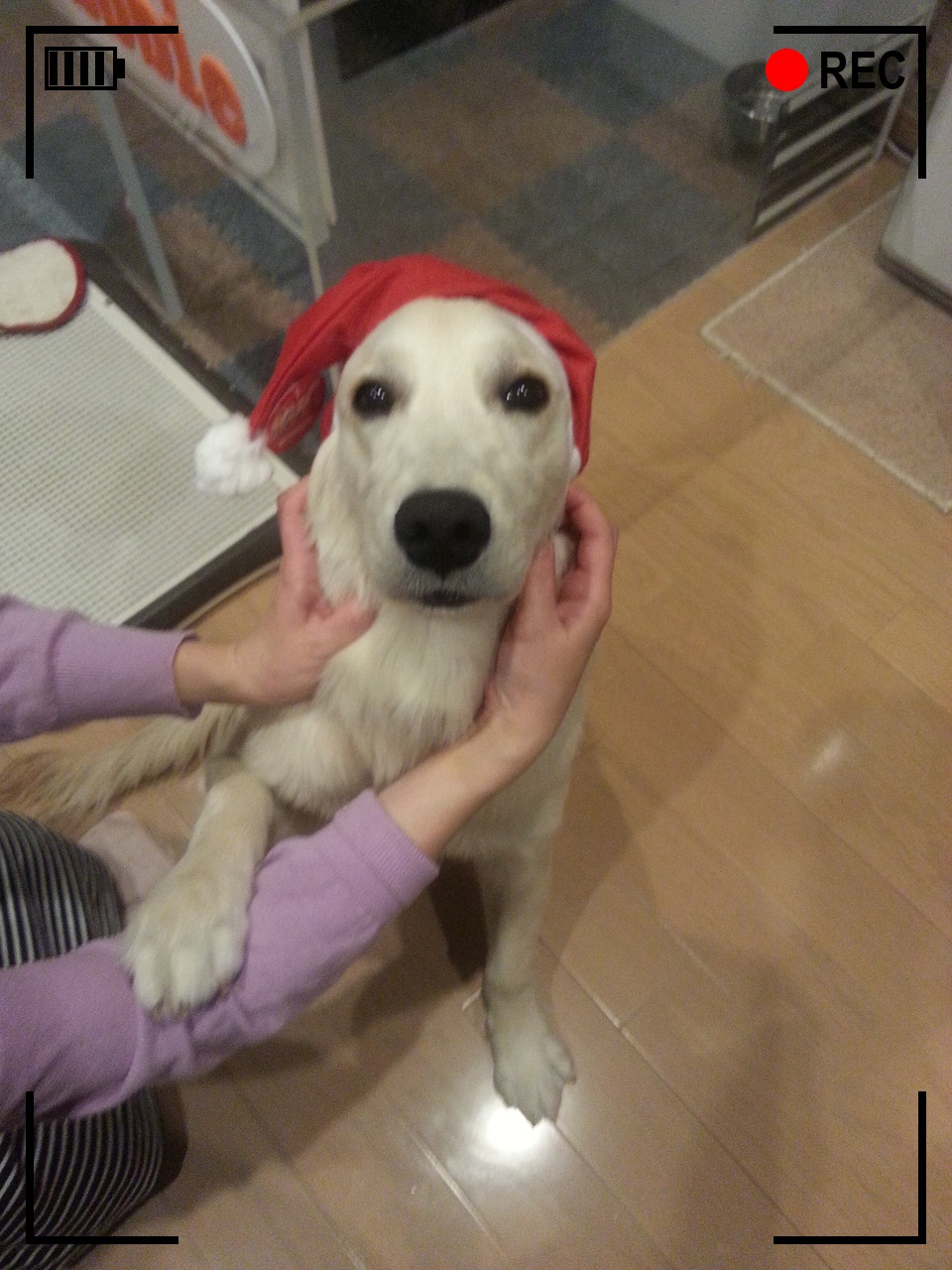 犬の写真に黒・中・OFF(簡易)のオーバーレイ