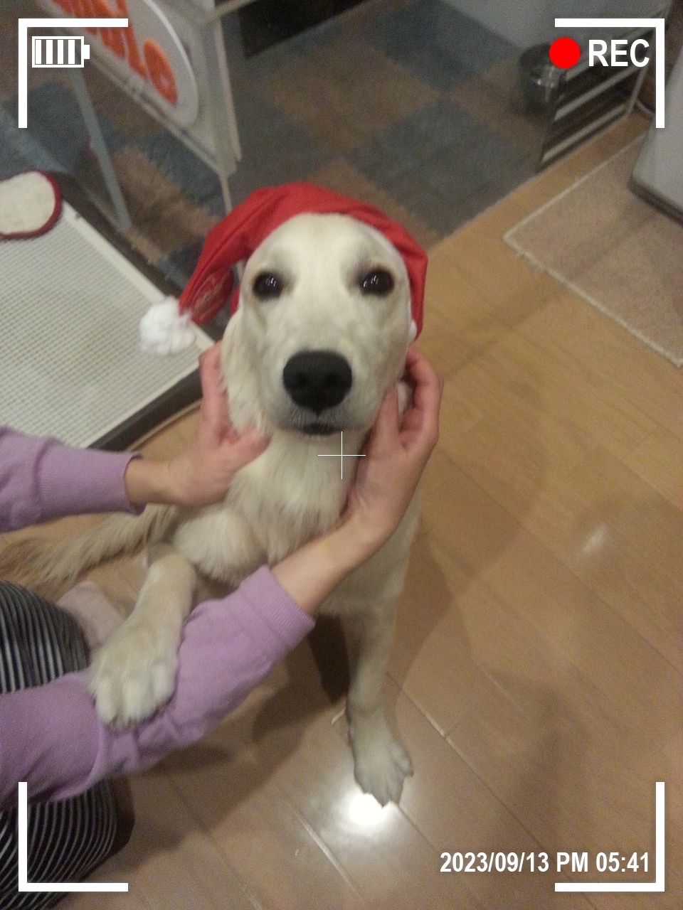 犬の写真に白・大・OLED+十字+日時(詳細)のオーバーレイ